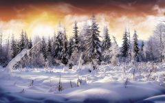 Tapeta Nature trees with snow 026.jpg
